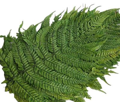 China China Environmental Friendly Natural Plant Real Flower Leaves Fern Preserved Dry For Home Decoration for sale