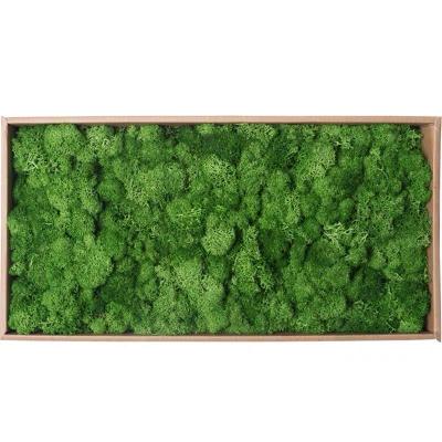 China Factory Wholesale Price Natural Decoration Ideas For Graduation Home Office Preserved Moss Eternal Gift 6 Year Old Girl Craft for sale