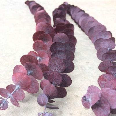 China Valentine's Day DIY Preserved Red Green Eucalyptus Leaves Decorative Flower Garland Foliage Supply for sale