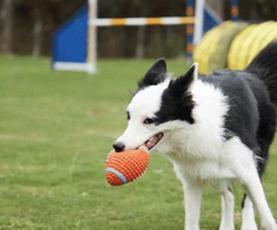 China Sustainable Soccer Mini Soft Silicone Pet Toys Dogs Flying Disc Dog Flights Disc Chew Toys For Dogs for sale