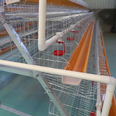 China zambia automatic drinker feeder galvanized chicken cages egg layer for sale