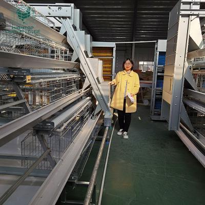 China South African Poultry Farm Egg Layer Full Automatic Chicken Poultry Cages Price for sale