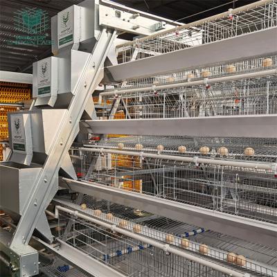 China Automated Poultry Farm Equipment A Type Layer Chicken Cage System With Automatic Feeding System à venda