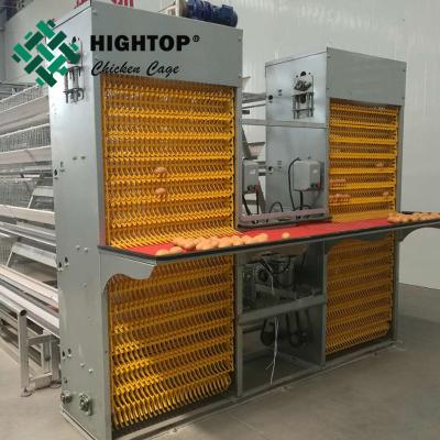 China Automatic egg collection system for large scale layer poultry farm for sale