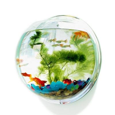 China Sustainable Creative Wall Mount Wall Mount Economic Customized Acrylic Fish Bowl for sale