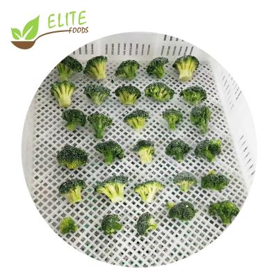 China Wholesale healthy high quality iqf broccoli frozen FROZEN for sale