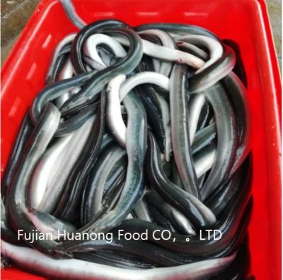 China Low Sugar Fresh Frozen Eel Fillet Anguilla Live Frozen Eel Gutting And Headless for sale