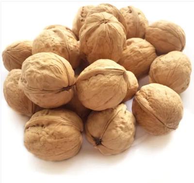 China Xinjiang origin direct selling dry unprocessed high quality unwashed walnuts for sale