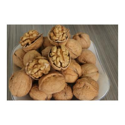 China Chinese export walnut inshell 185 dry thin paper shell dried nuts for sale