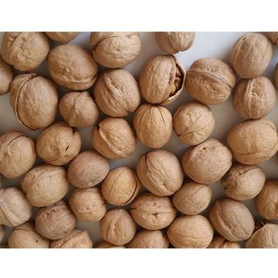 China 2021 Xinjiang origin Xinjiang dry skin 185 paper china price new walnut culture jumbo walnuts for sale