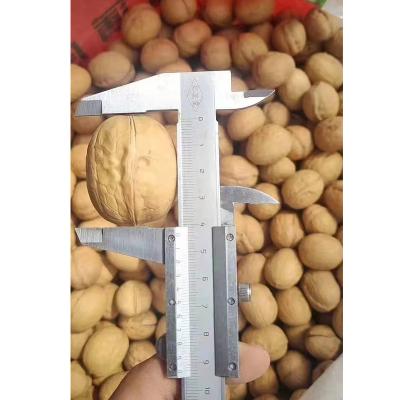 China 2021 dried fresh unwashed walnut price supplier xin2 30+ susceptible walnut in Shell for sale