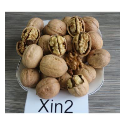 China Chinese nuts china grade 32mm clean washed and unwashed xin2 dry walnut inshell for sale