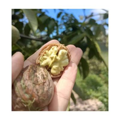 China Fresh dry! 2021 season new organic nuts inshell north china yard farm nuts organic dried fruit for sale