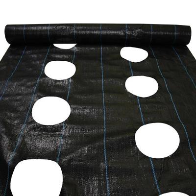 China Permearble PP Weed Mat PP Woven Fabric Landscape Rolls With Planting Holes Gardening Ground Cover for sale