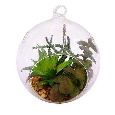 China Eco - Friendly Succulent Hanging Plants Matched Succulent Plants Live Natural With Glass Planter Pots for sale