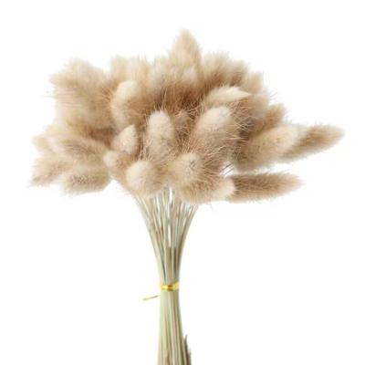 China Natural Touch Flower Arrangements Wedding Artificial Pampas Grass Home Bunny Tails Pampas Dry Pampas 30pcs/branch 50cm Decor for sale