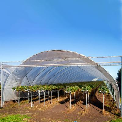 China Easily Assembled Agricultural Plastic Film Rain Shelter Greenhouse For Strawberry for sale