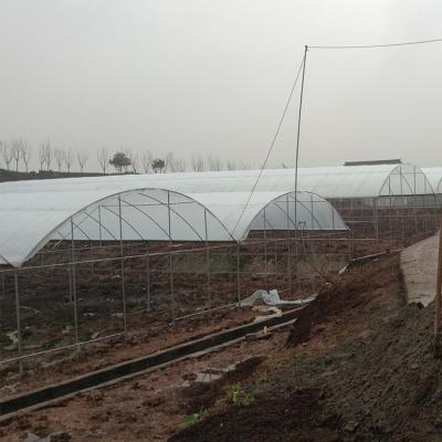 China Easily Assembled Plastic Sheet Greenhouse Rain Shelter Multispan Greenhouse For Plum Breeding for sale