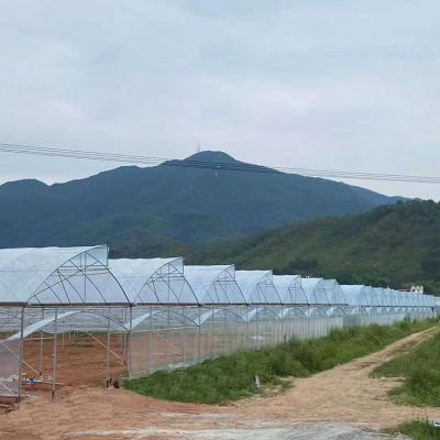 China Easily Assembled Polytunnel System Polytunnel House Plastic Sheet Tomato Hydroponic Multispan Agriculture Greenhouse for sale