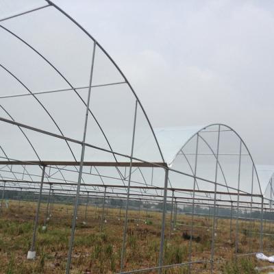 China Easily Assembled Large Fruit Growing Plastic Sheet Tunnel Rain Shelter High Multispan Greenhouse for sale