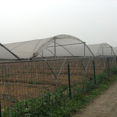 China Easily Assembled Low Cost High Span Plastic Sheet Multi Tunel Rain Shelter Greenhouse For Grape Planting for sale