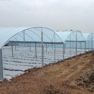 China Easily Assembled Economic Plastic Sheet Greenhouse Rain Shelter Economical Multispan Greenhouse For Cherry Growing for sale