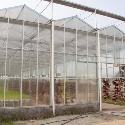 China 100/150/Stable Easily Structure Assembled200 micron PE film Steel Frame Hydroponic Galvanized Steel Frame Systems Large Glass Greenhouse Easily Assembled200 Full Full For Tomato Breeding for sale