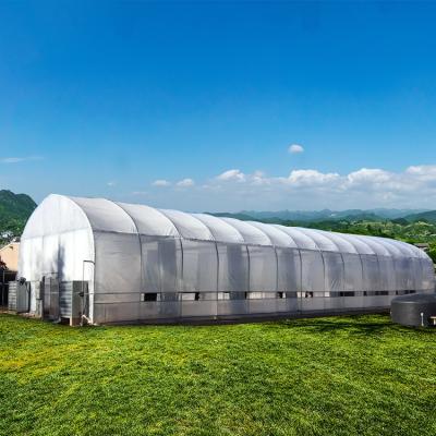 China Automated Agriculture Automated Light Deprivation Plastic Sheet Tunnel Medical Growing Greenhouse With Blackout System Light Deprivation Greenhouse for sale