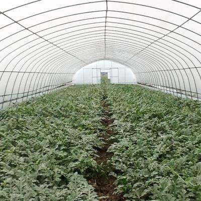 China Good quality vegetable single span China flower fruit tunnel poly plastic sheet galvanized steel frame agricultural greenhouses for sale