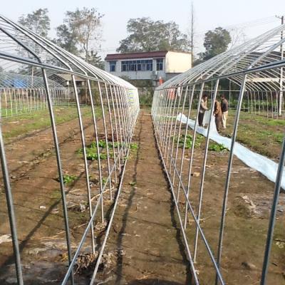 China Fruits Vegetable Flowers UV Protected Rolled Windows Windows Ventilation Galvanized Steel Pipe Low Cost Tunnel Polytunnel Agriculture Greenhouse for sale