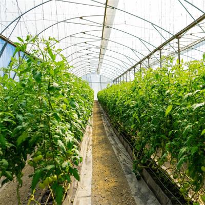 China Fruits Vegetable Flowers Growing Singlespan Tunnel Greenhouse With Irrigation And Hydroponic Growing System for sale