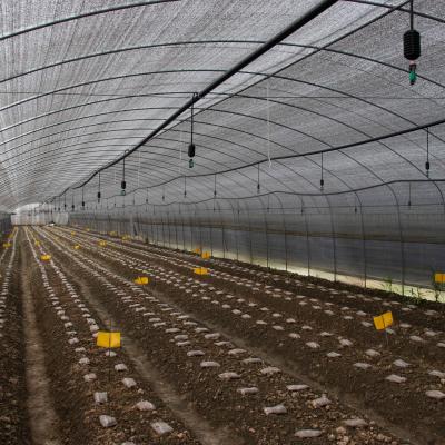 China Fruit Vegetable Flowers Around Arch Tunnel Plastic Sheet Mushroom House Farm Single Span Black Curtain Greenhouse for sale