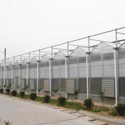 China Easily Assembled Multispan Agriculture Farm Equipment 10mm Tunnel Polycarbonate Greenhouse Panel for sale