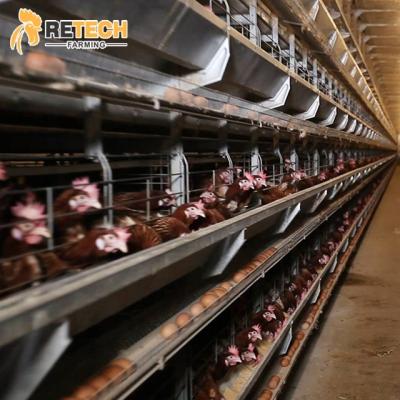 China Commercial Chicken Layer Poultry Poultry Feeding Equipment Full Automatic Cage Raising System for sale