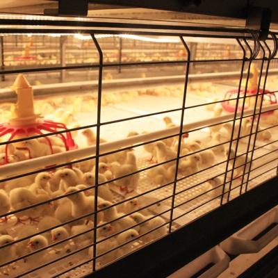 China Commercial chicken broiler equipment feeding suppliers new design automatic battery broiler cages system for sale for sale