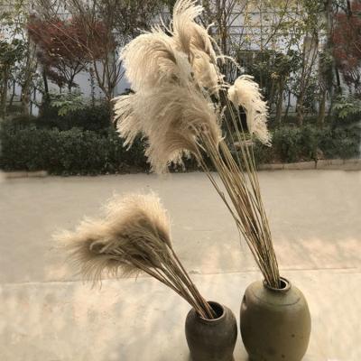 China Wholesale Hot Sell Natural Pampas Grass Boho Decor Wedding Decoration Large Dry Decorative Pampas Grass 80cm 31.5inch for sale