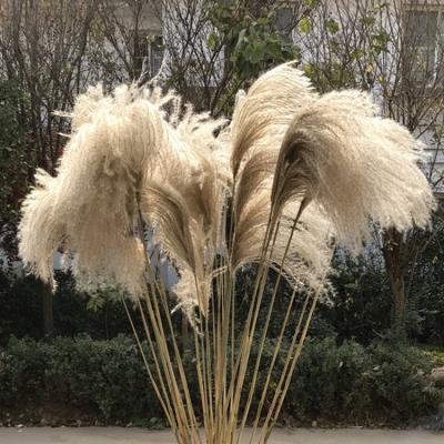 China 100% Pampas Grass 100cm 40inches Large Natural Pampas Grass Decor Boho Wedding Decoration Large Decorative Dry for sale