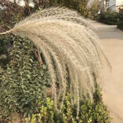 China Hot Selling Wholesale Natural Pampas Grass 120cm 48inches 100% Natural Decorative Dry Pampas Grass Tall Boho Decor Wedding Decoration for sale