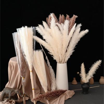 China 100% Wholesale 65-75cm Natural Dried Pampas Grass Small Bunch Decorative Dry Flowers and Plants 100% Natural Dried Pampas Grass for sale