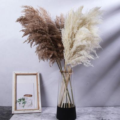 China 65-75cm natural pampas grass natural decorative dry flowers and plants 100% pampas grass small group wholesale for sale