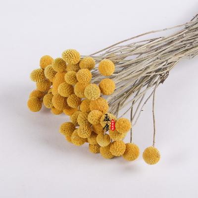 China 100% Natural Craspedia Billy Balls Hot Selling Yellow Boho Flowers Dried Flower Arrangements Natural Dry Flowers with Stems Craspedia Billy Balls for sale