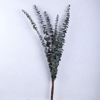 China 100% Flower Plants Wholesale Natural Eucalyptus Leaves Hot Selling Silver Dollar Natural Dry Eucalyptus Leaves Stems For Home Decor Wedding for sale