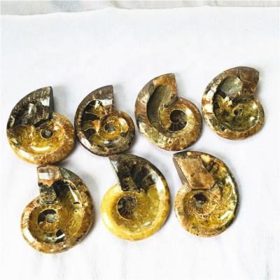 China China Natural Ammonite Fossil Decoration Snail Fossil Home Quartz Crystal for sale