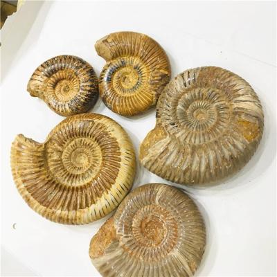 China China Wholesale Polished Natural Ammonite Fossils Madagascar Conch Fossils For Sale for sale