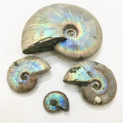 China China Natural Rainbow Ammonite Shining Snail Conch Fossil For Home Decoration for sale