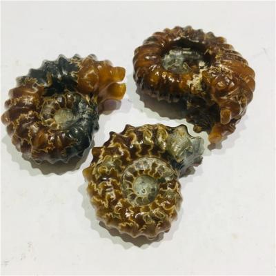 China China High Quality Polished Crystal Horn Screw Conch Fossil Crystal For Sale for sale