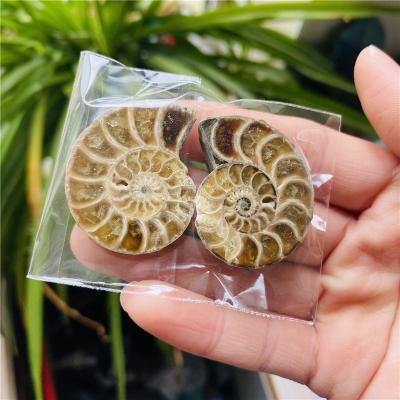 China China Cheap Price Natural Mineral Specimen Conch Polished Rainbow Ammonites Fossils For Sale for sale