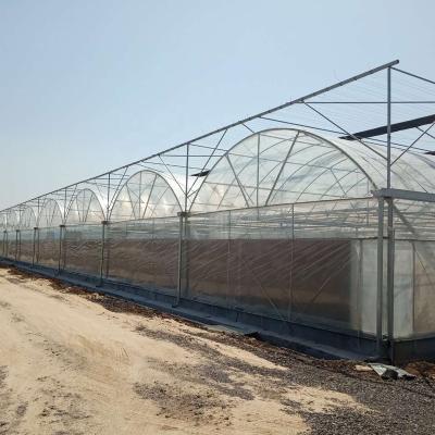 China Stable Structure Easily Assembled UV Galvanized Steel Frame Multi-Span Plastic Greenhouse For Sale for sale