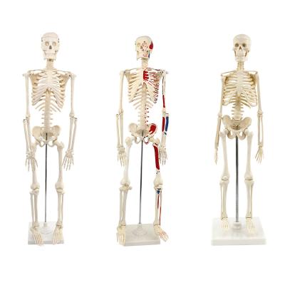 China Educates Hospitals / Clinics Carcass Factory Selling 180cm Human Skeleton Model Educational Teaching Model for sale