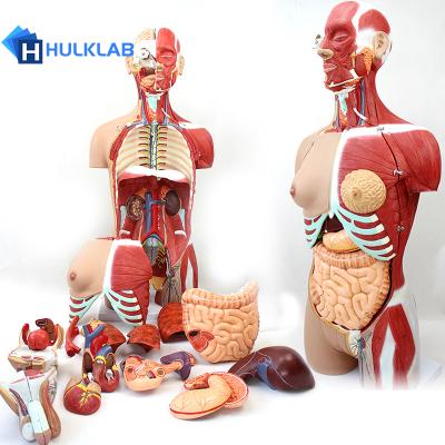 China High Quality Human Anatomy Demonstration Model 85CM Male And Female Torso Carcass Anatomy Model for sale